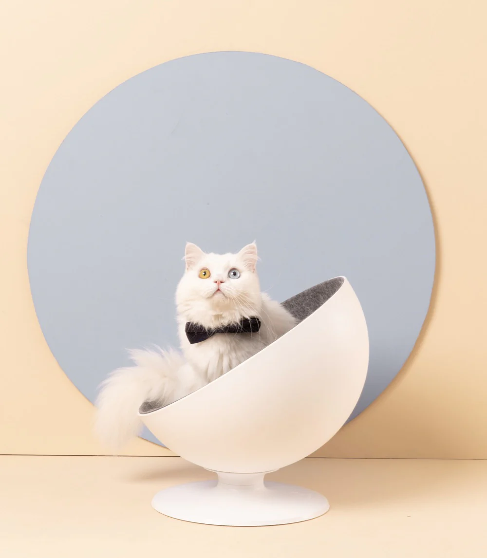 แมวประจำหมู่บ้านยึดเก้าอี้ผู้ใหญ่บ้านสำเร็จ